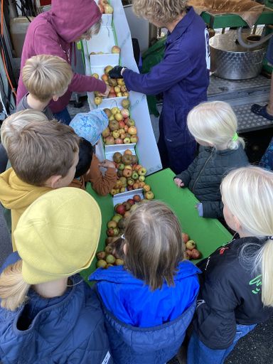 Mehrere Personen stehen um ausgebreitete Äpfel herum