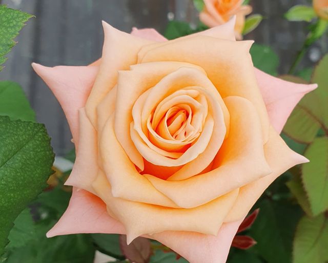 Abbildung einer orange-farbenen Rosenblüte