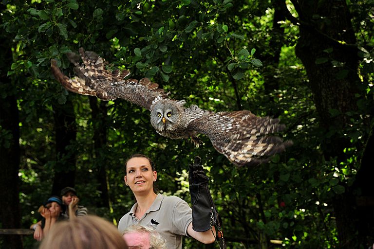 Greifvogel landet auf dem Arm eines Vorführenden