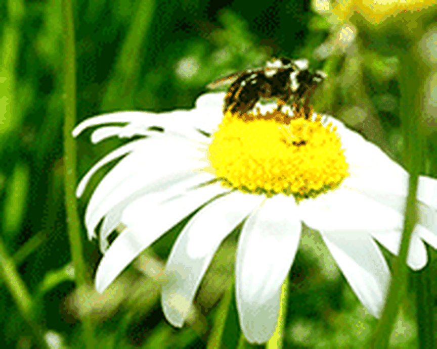 Fortbildung Insektenvielfalt Foto von ideefix