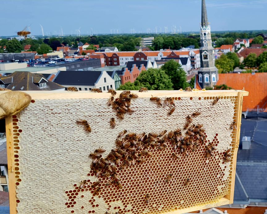 Foto Blick vom Dach mit Bienenwabe