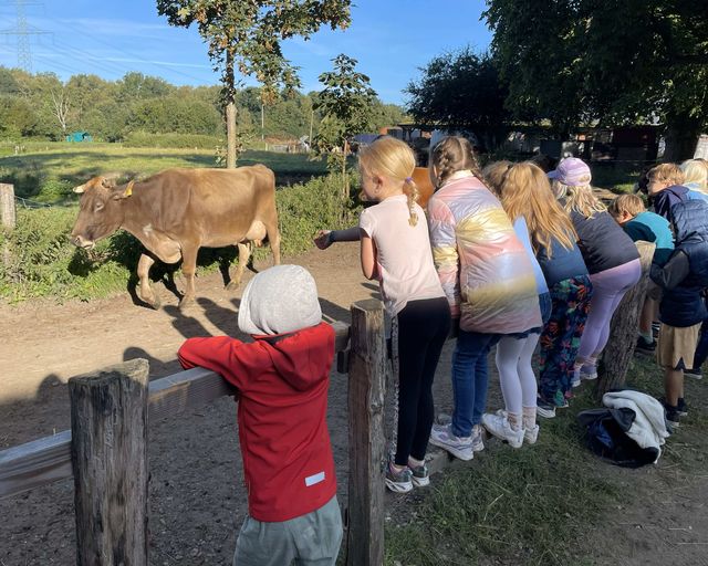 Rind auf Wiese wird von am Zaun stehenden Kindern betrachtet