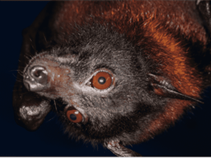 Foxi Flatterinchen, die indische Riesenflughund-Dame