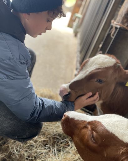 Junge mit zwei Kälbern