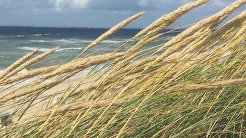 Strandhafer auf Sylt Strandhafer auf Sylt