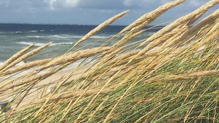 Strandhafer auf Sylt