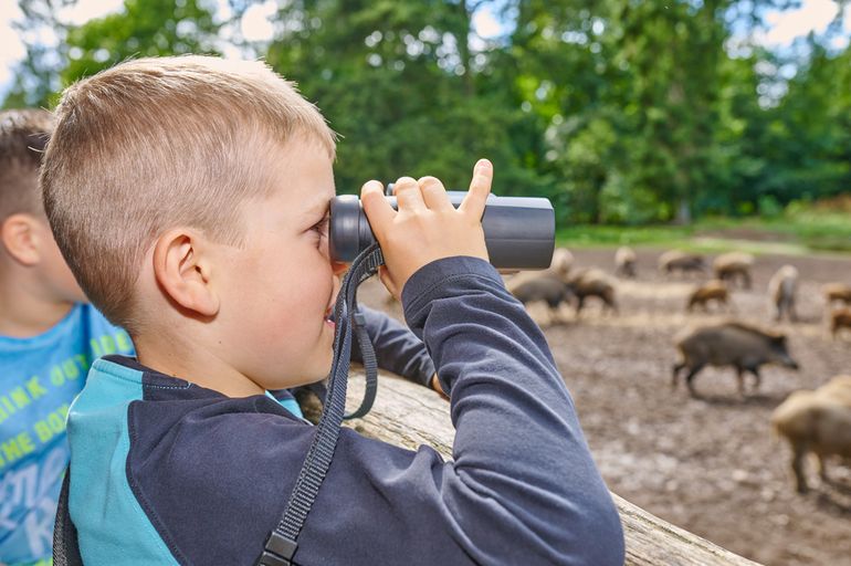 Kind mit Fernglas betrachtet eine Gruppe von Wildschweinen