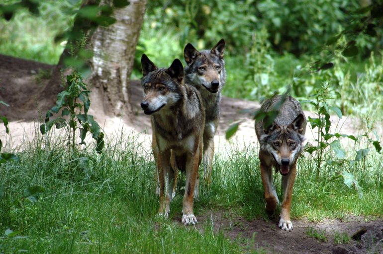 Drei Wölfe auf einer Wiese