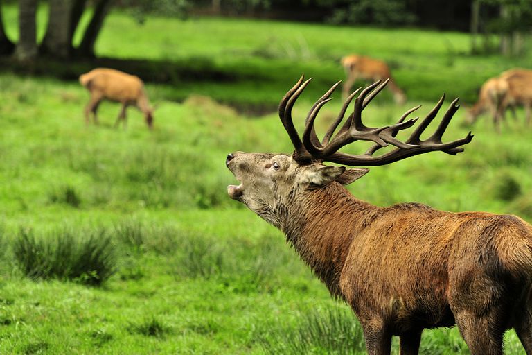 Röhrender Hirsch auf einer Wiese