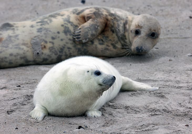 Kegelrobbe mit Jungtier auf Helgoland
