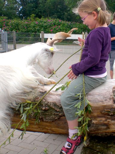 Kind füttert Ziege mit Blättern im Westküstenpark