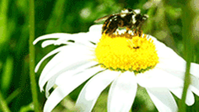 Fortbildung Insektenvielfalt Foto von ideefix