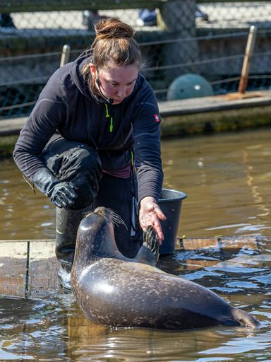 Annika mit Seehund im Westküstenpark