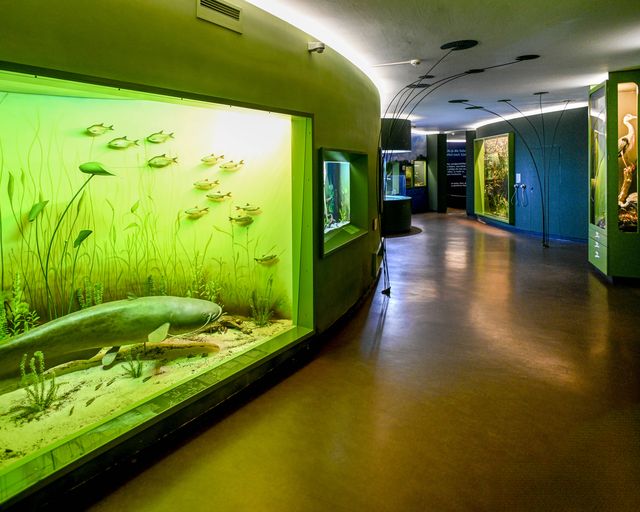 Innenansicht des Museum mit großem Aquarium links und weitren Schautafeln rechts