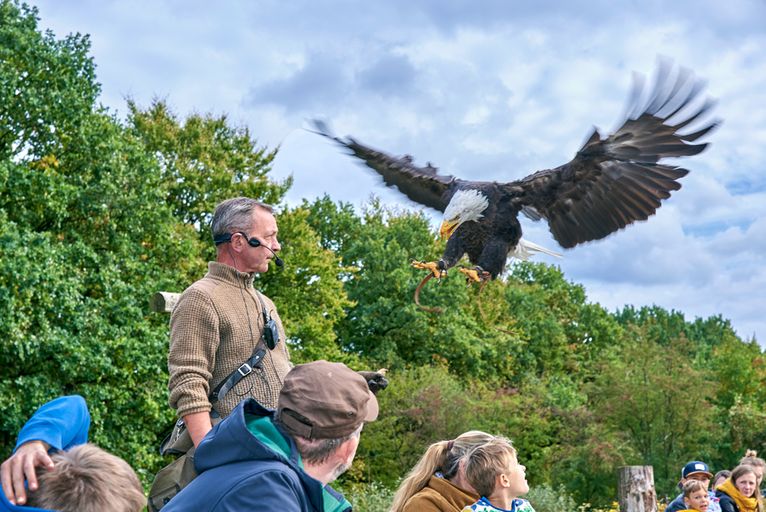 Greifvogel im Landeanflug auf Falknerarm